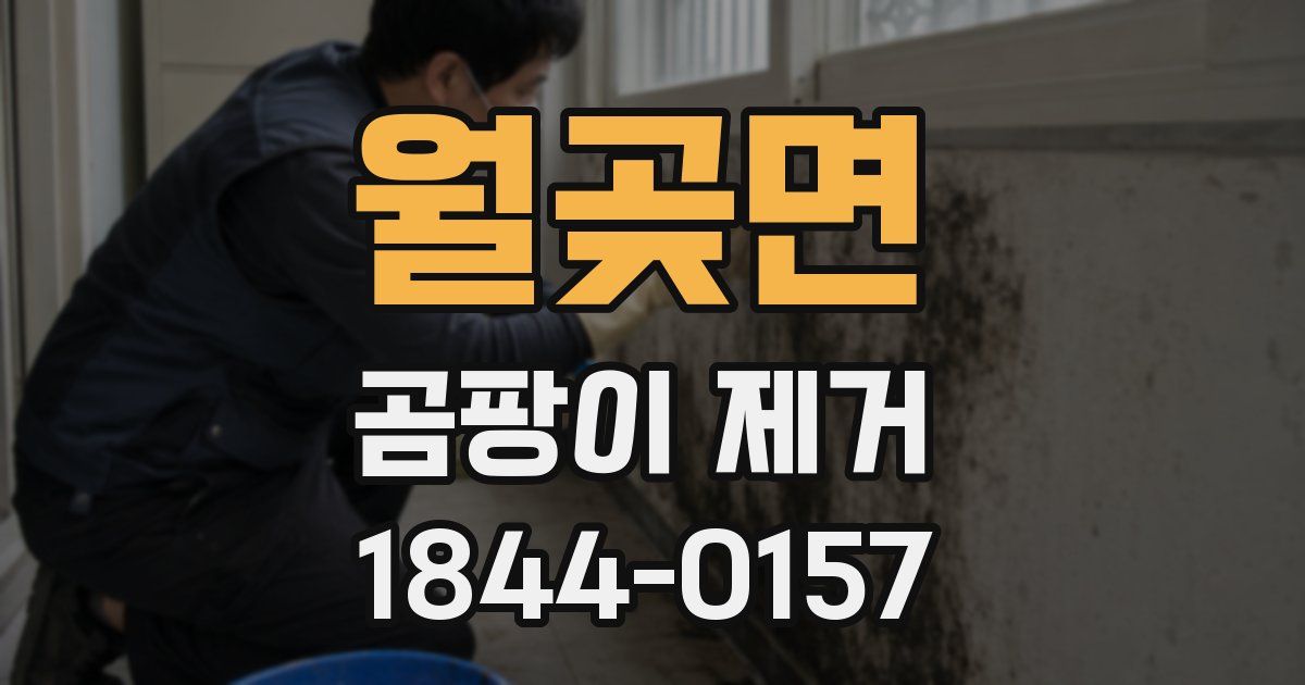 월곶면 곰팡이 제거