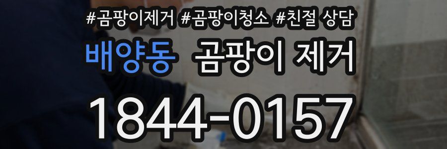 배양동 곰팡이 제거