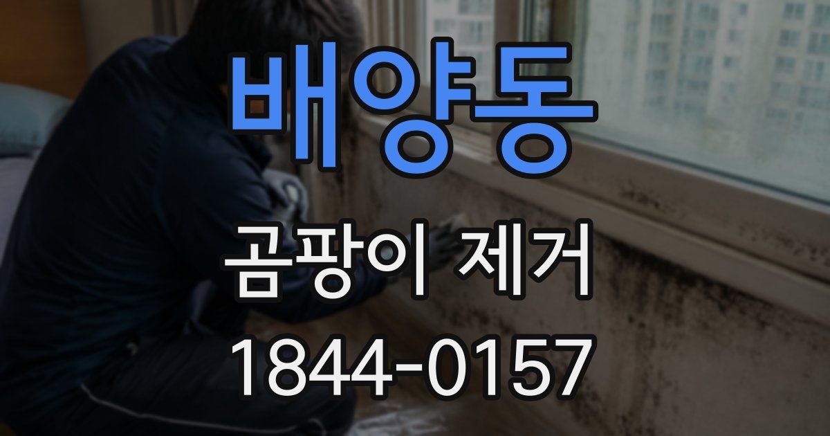 배양동 곰팡이 제거