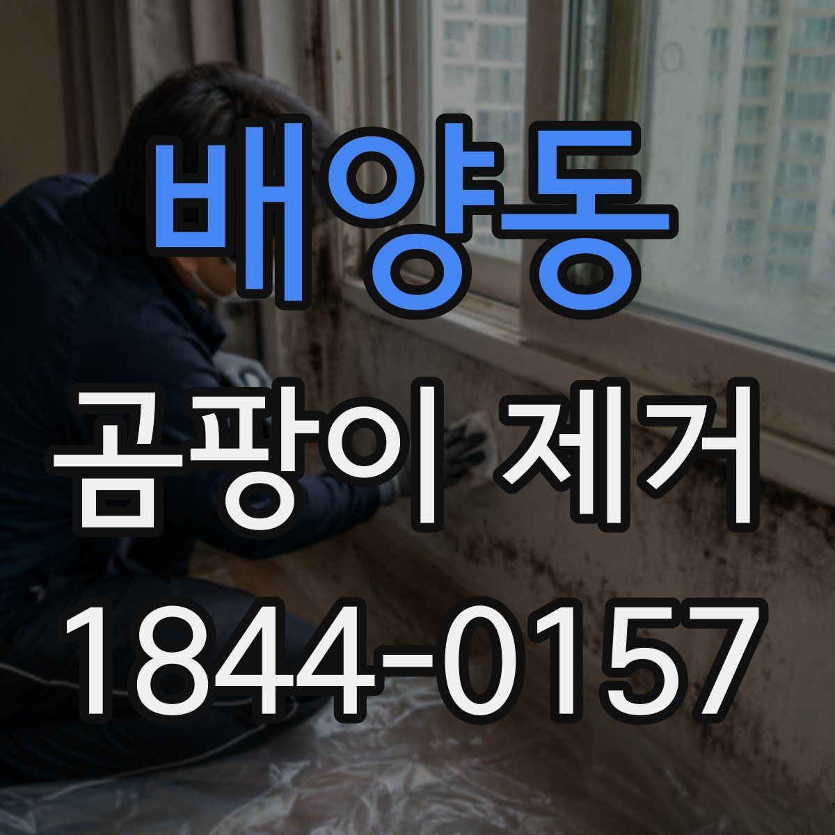 배양동 곰팡이 제거