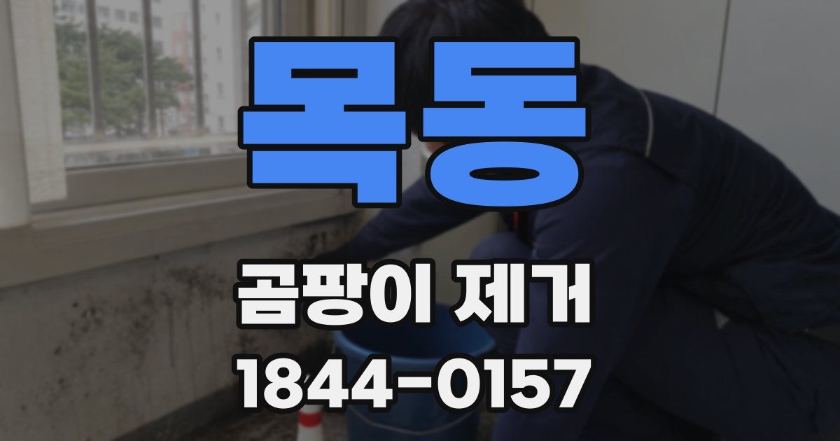 목동 곰팡이 제거