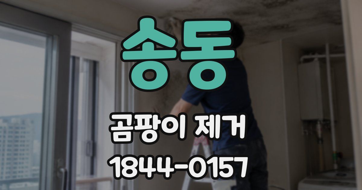 송동 곰팡이 제거