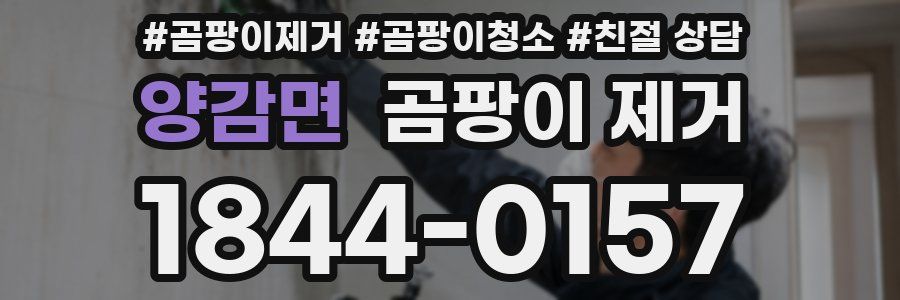 양감면 곰팡이 제거