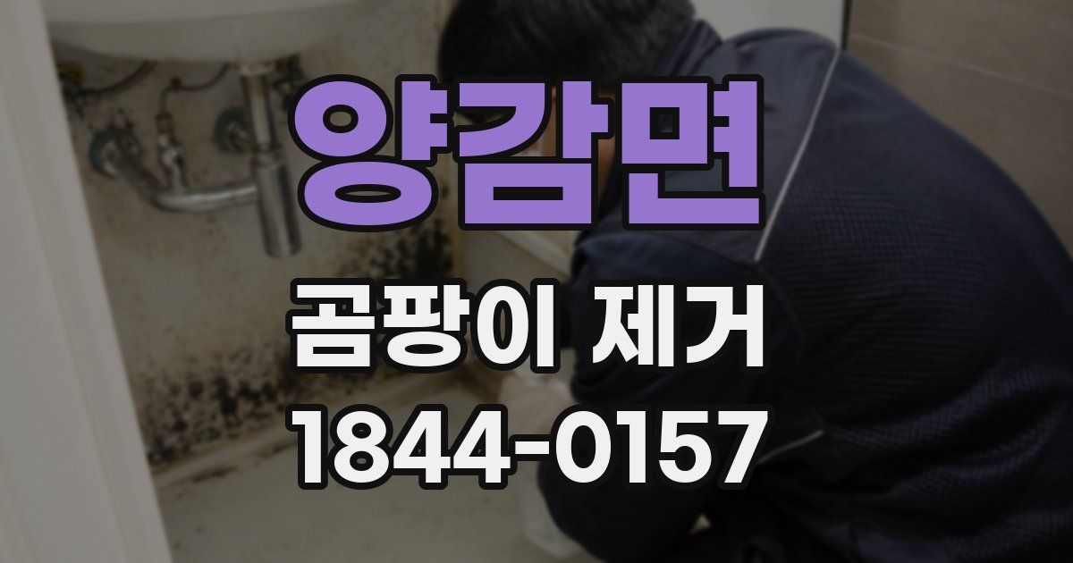 양감면 곰팡이 제거