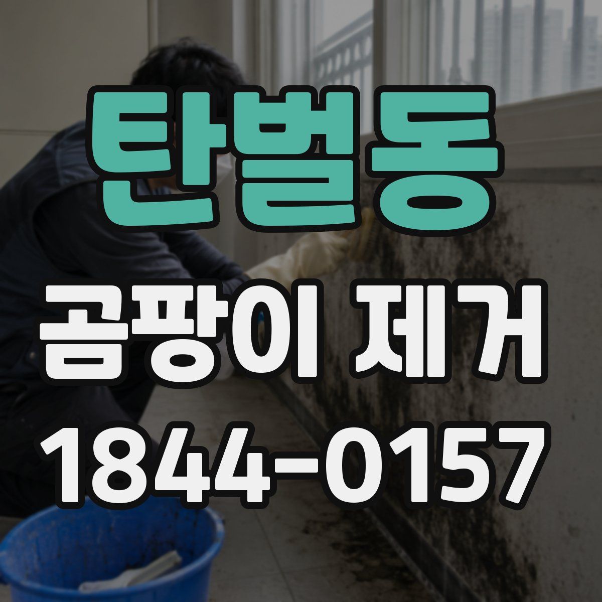 탄벌동 곰팡이 제거