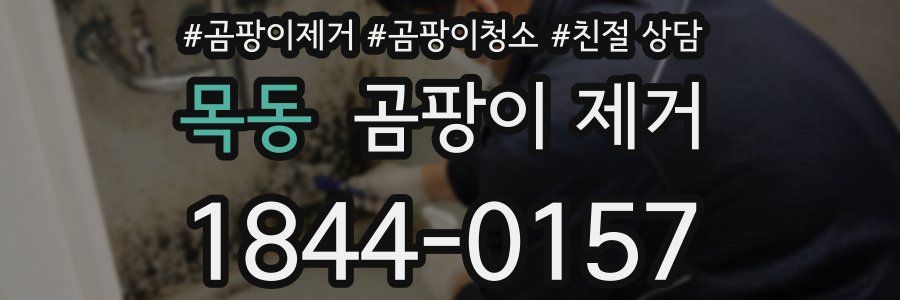 목동 곰팡이 제거