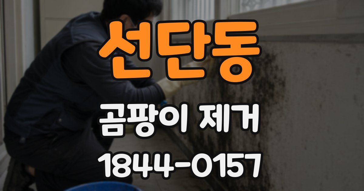 선단동 곰팡이 제거