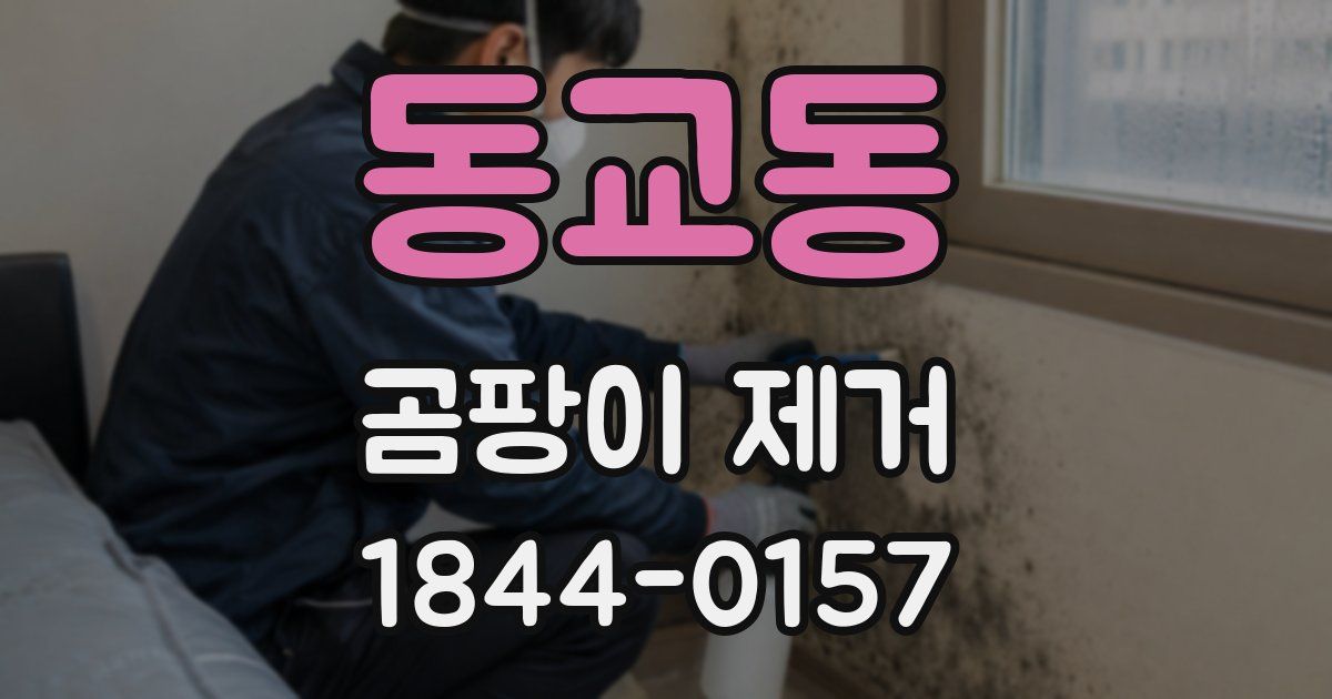 동교동 곰팡이 제거