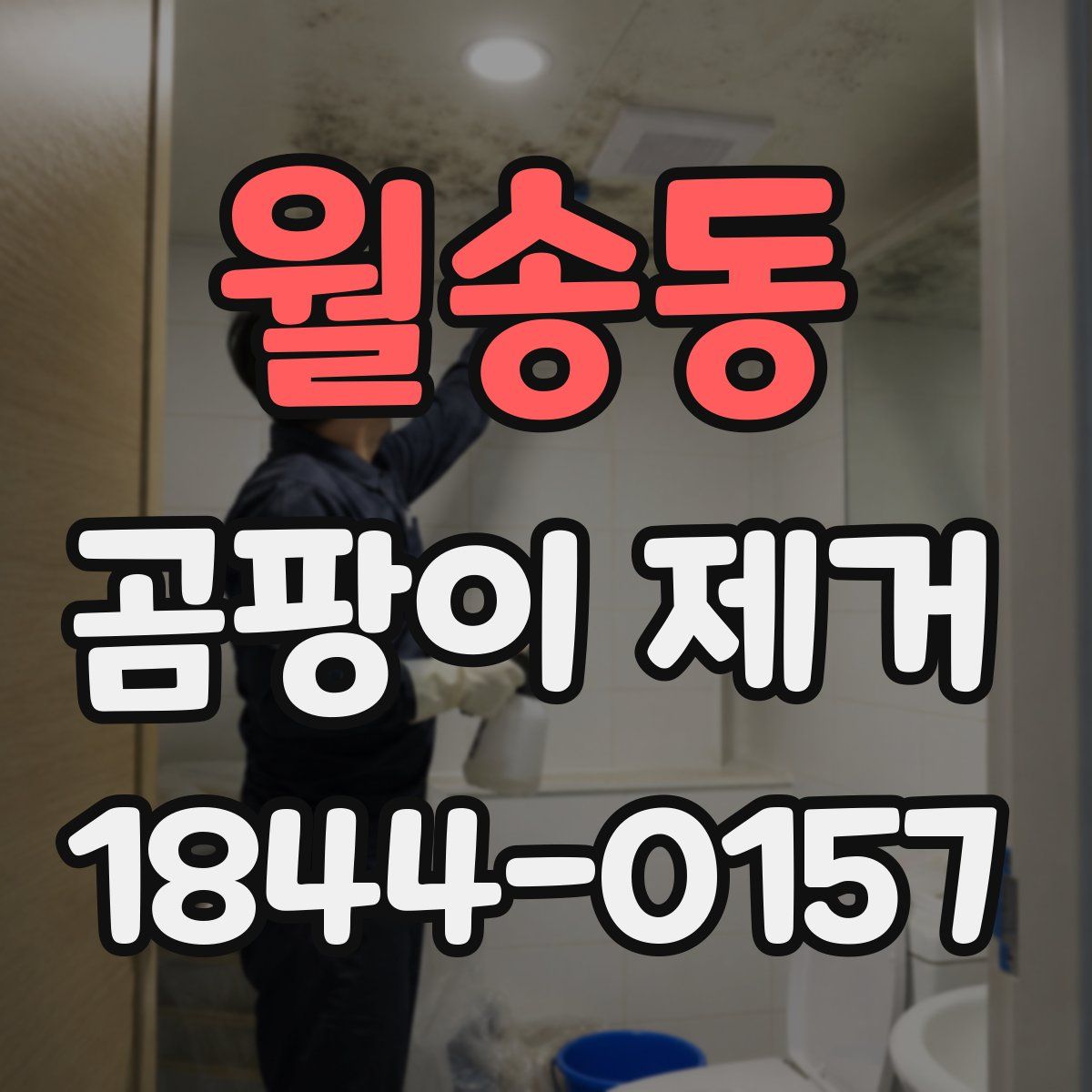 월송동 곰팡이 제거