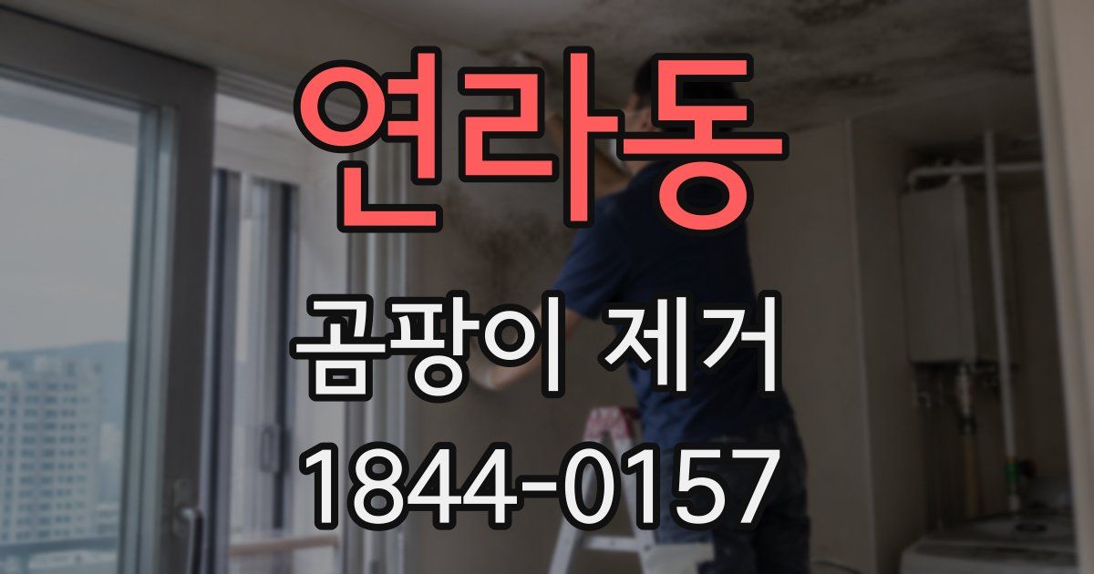 연라동 곰팡이 제거