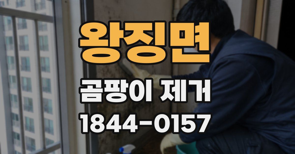 왕징면 곰팡이 제거