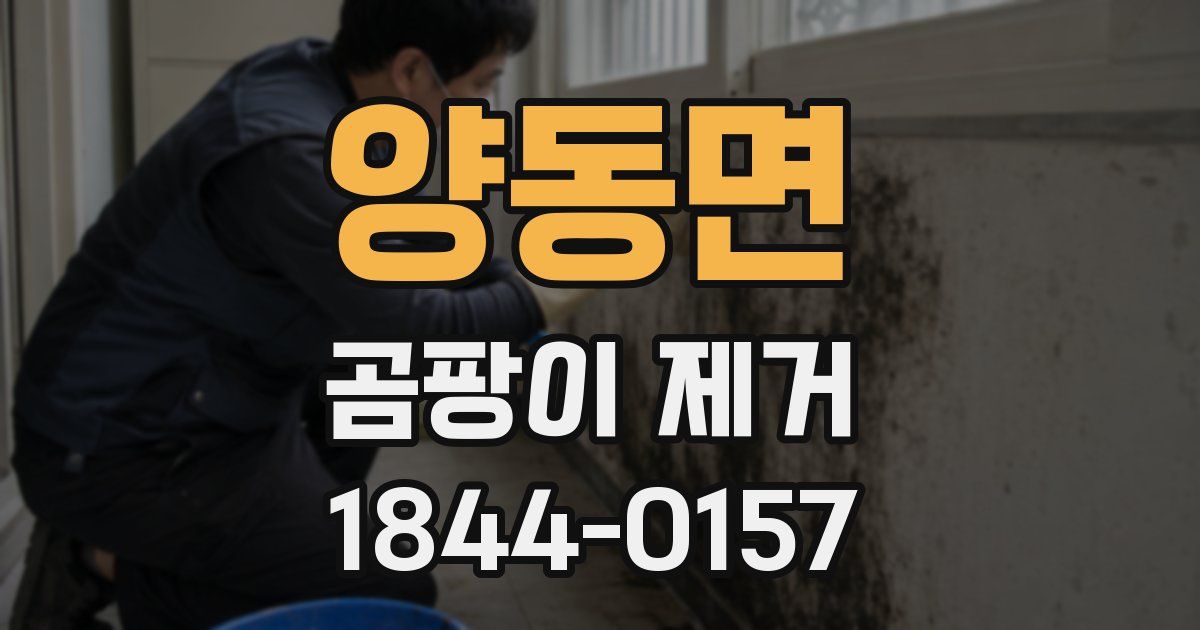 양동면 곰팡이 제거