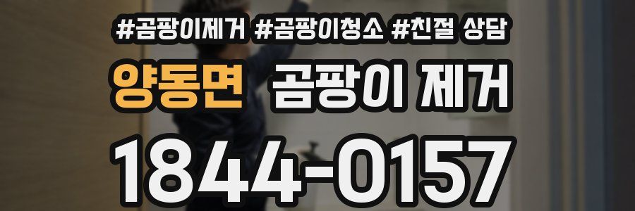 양동면 곰팡이 제거
