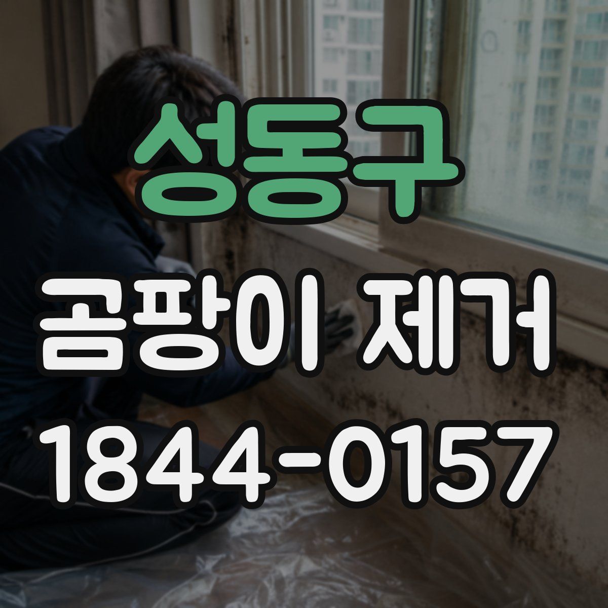 성동구 곰팡이 제거