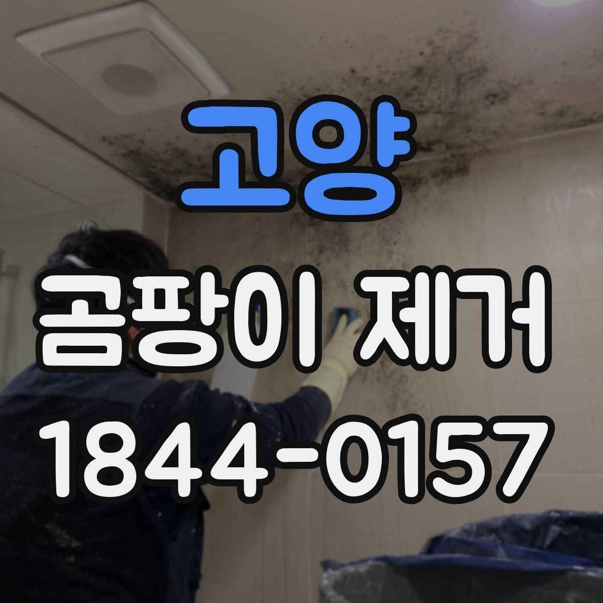 고양 곰팡이 제거
