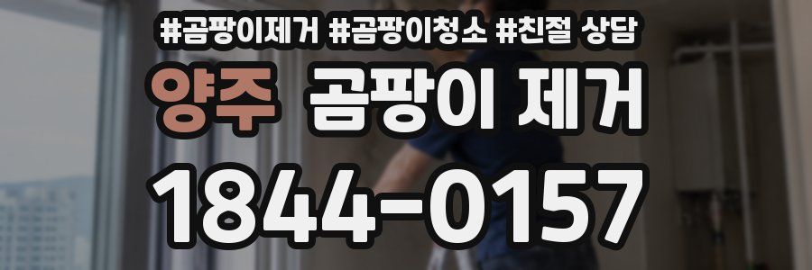 양주 곰팡이 제거