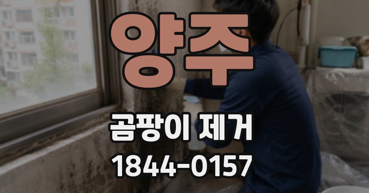 양주 곰팡이 제거