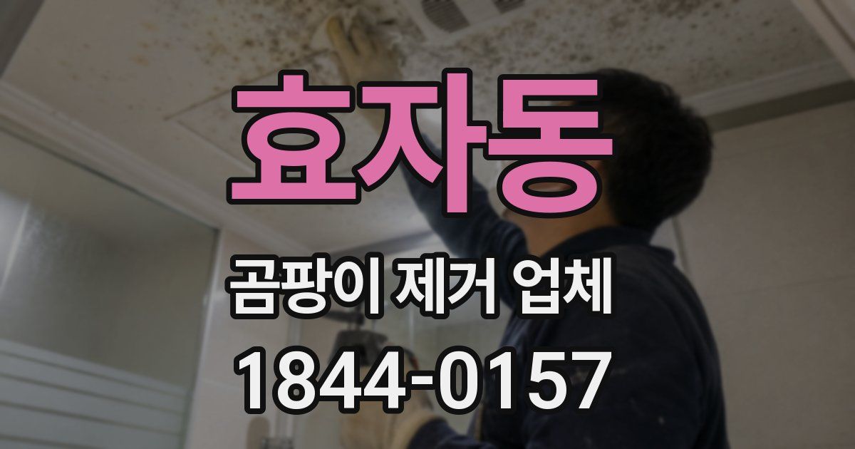 효자동 곰팡이 제거 업체