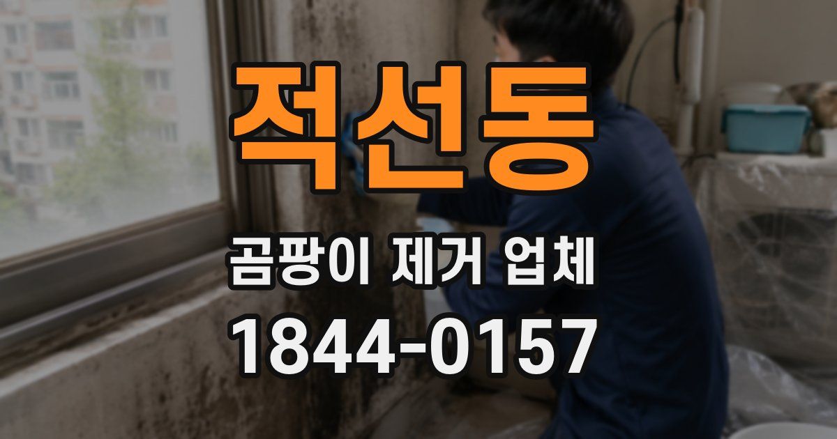 적선동 곰팡이 제거 업체