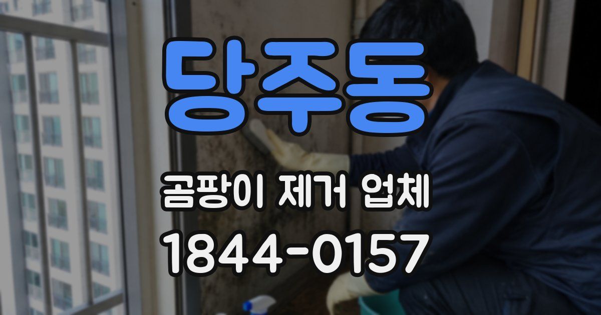 당주동 곰팡이 제거 업체