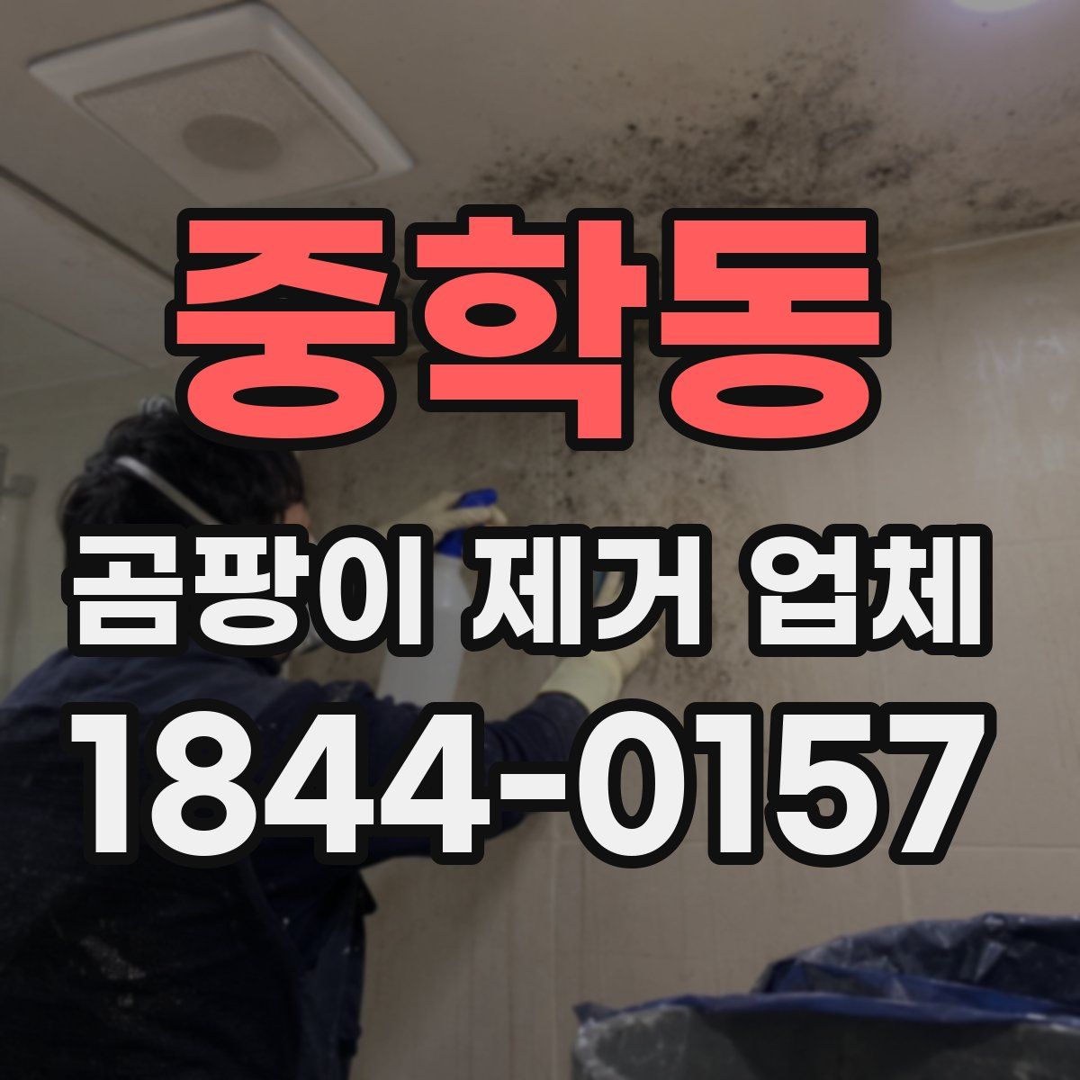 중학동 곰팡이 제거 업체