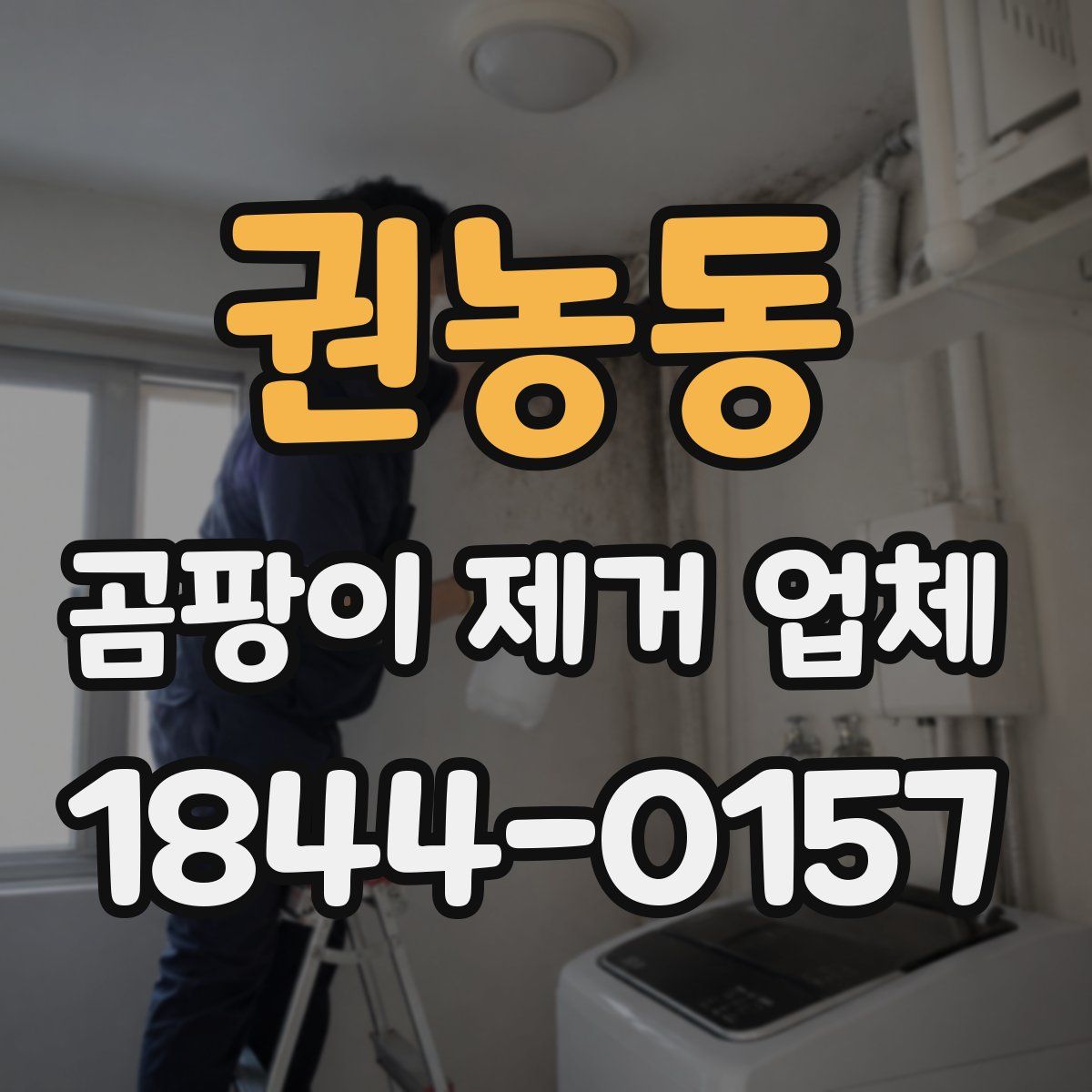 권농동 곰팡이 제거 업체