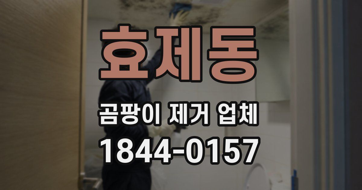 효제동 곰팡이 제거 업체
