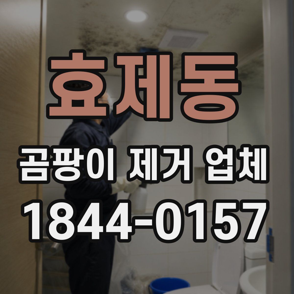 효제동 곰팡이 제거 업체