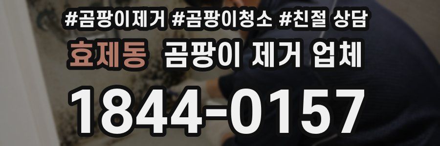 효제동 곰팡이 제거 업체