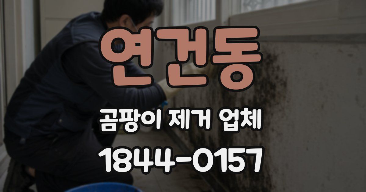 연건동 곰팡이 제거 업체