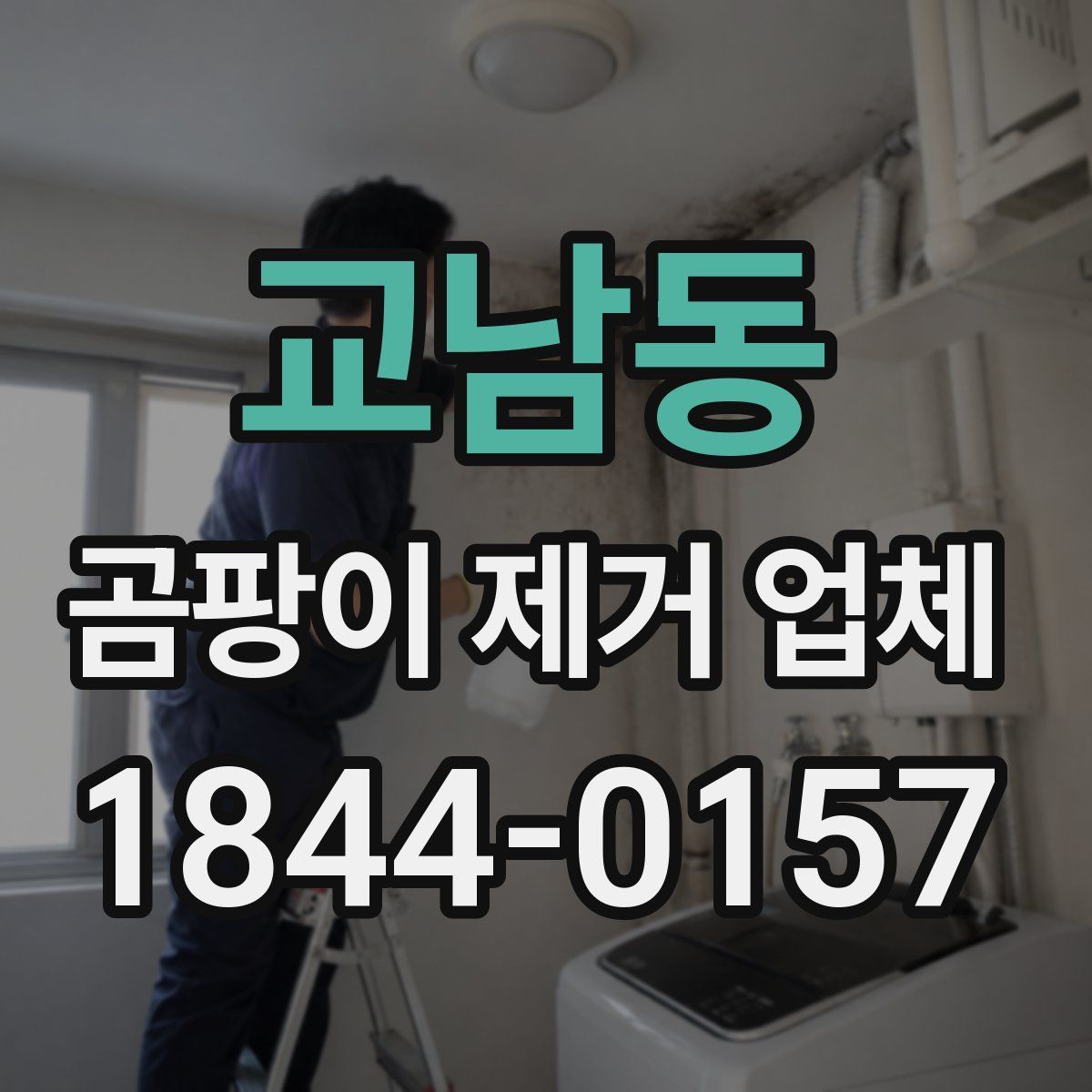 교남동 곰팡이 제거 업체