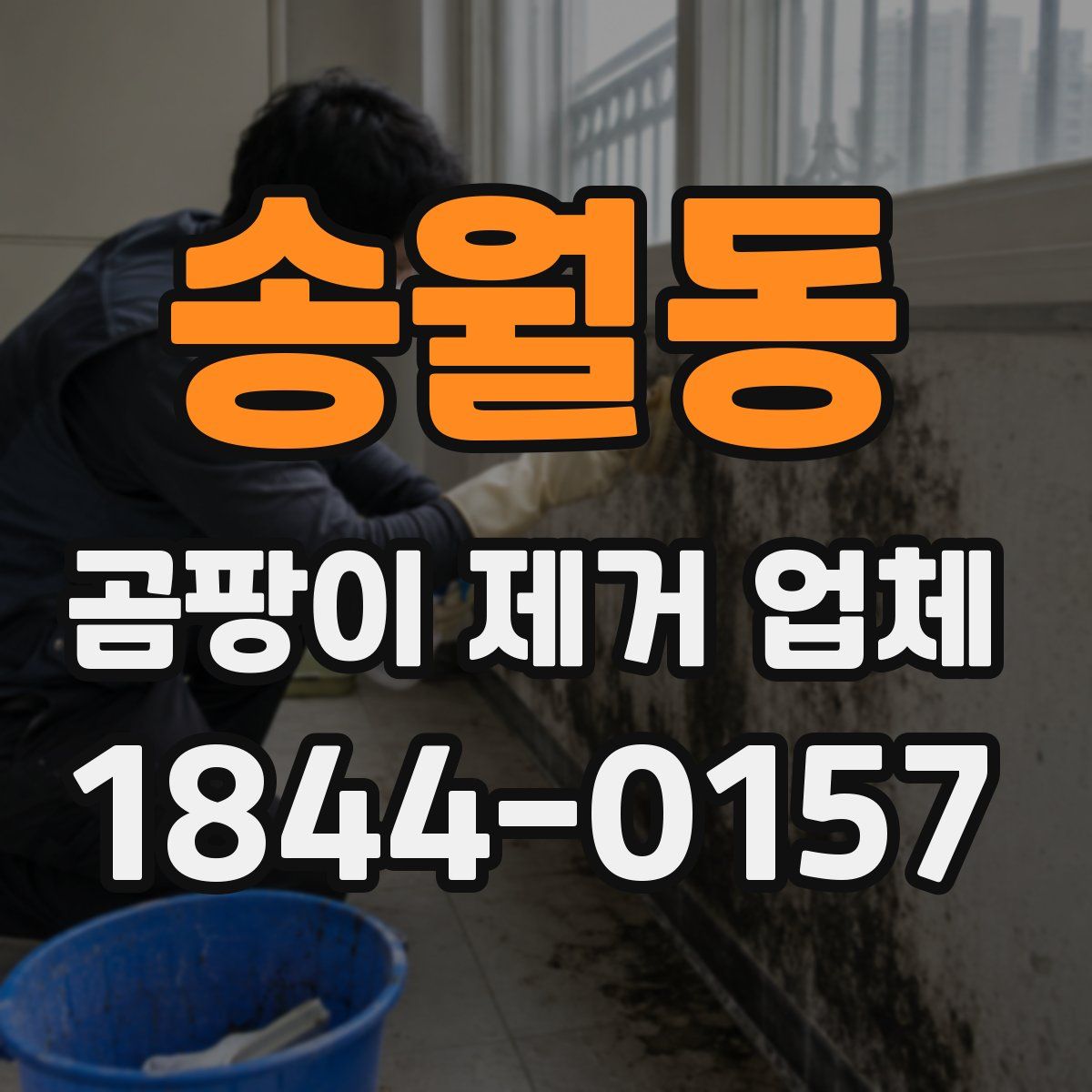 송월동 곰팡이 제거 업체