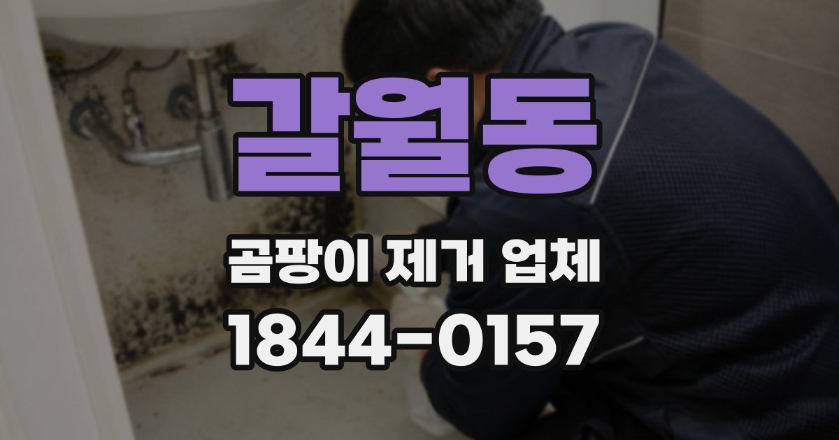 갈월동 곰팡이 제거 업체