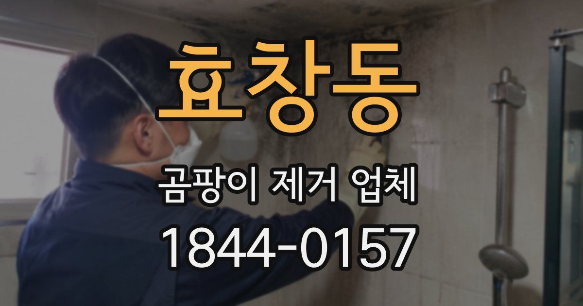 효창동 곰팡이 제거 업체