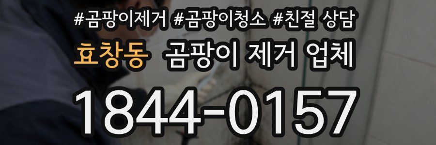 효창동 곰팡이 제거 업체