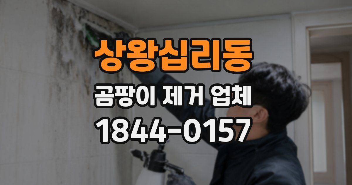 상왕십리동 곰팡이 제거 업체