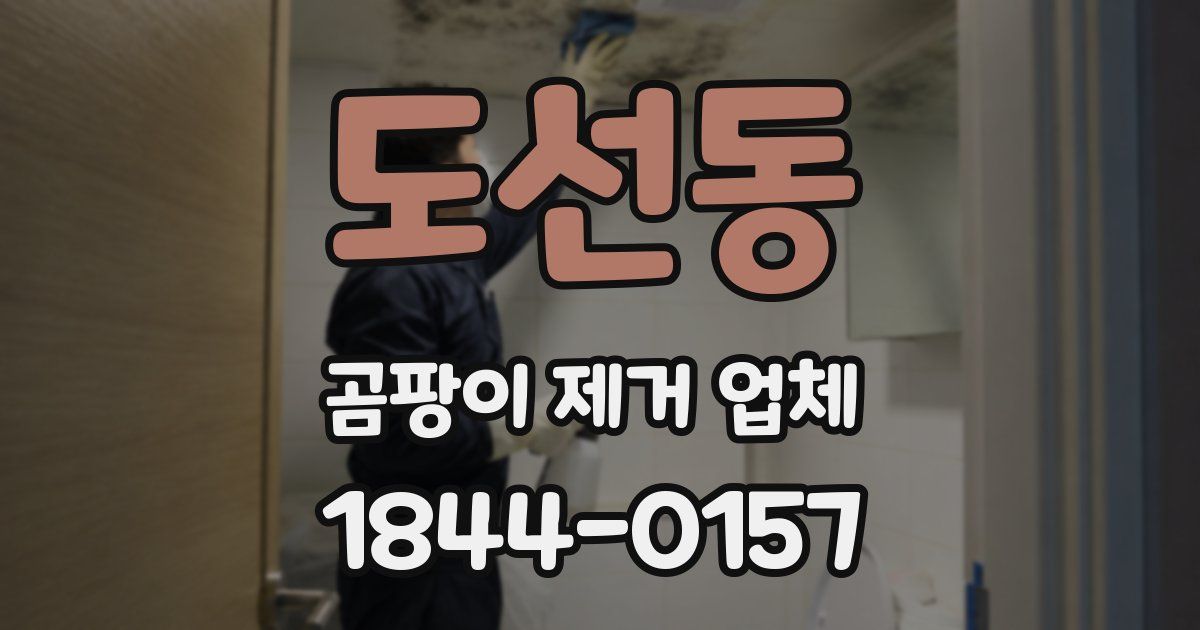 도선동 곰팡이 제거 업체