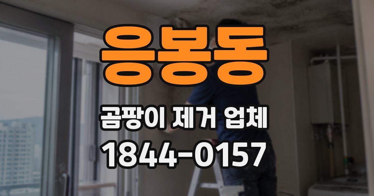 응봉동 곰팡이 제거 업체