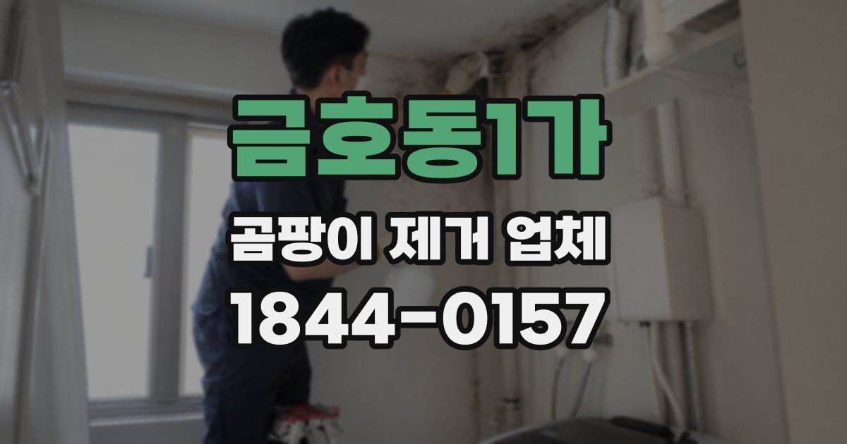 금호동1가 곰팡이 제거 업체
