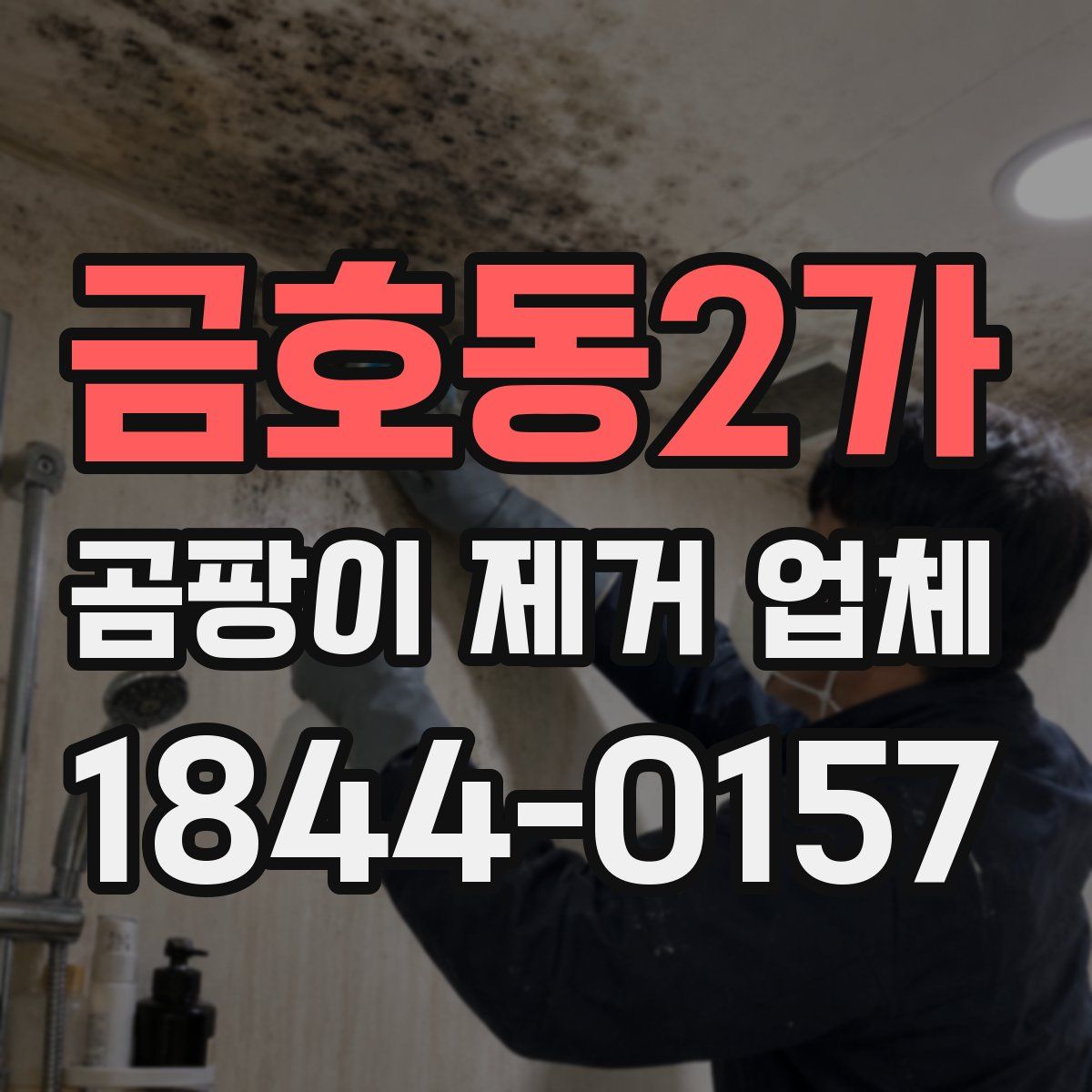 금호동2가 곰팡이 제거 업체