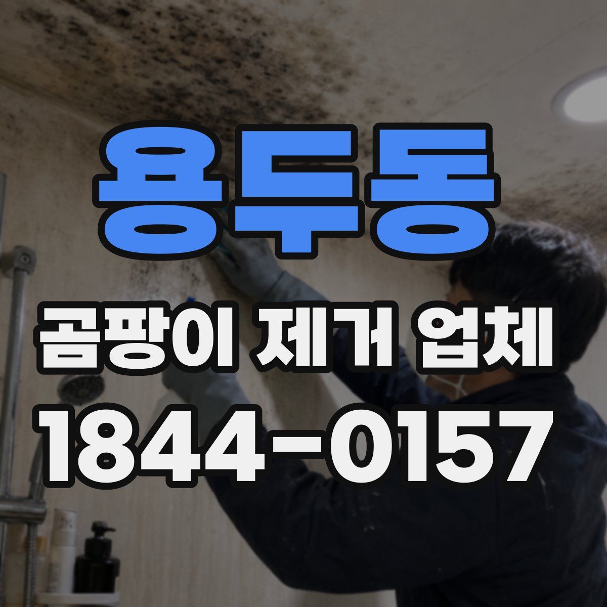 용두동 곰팡이 제거 업체