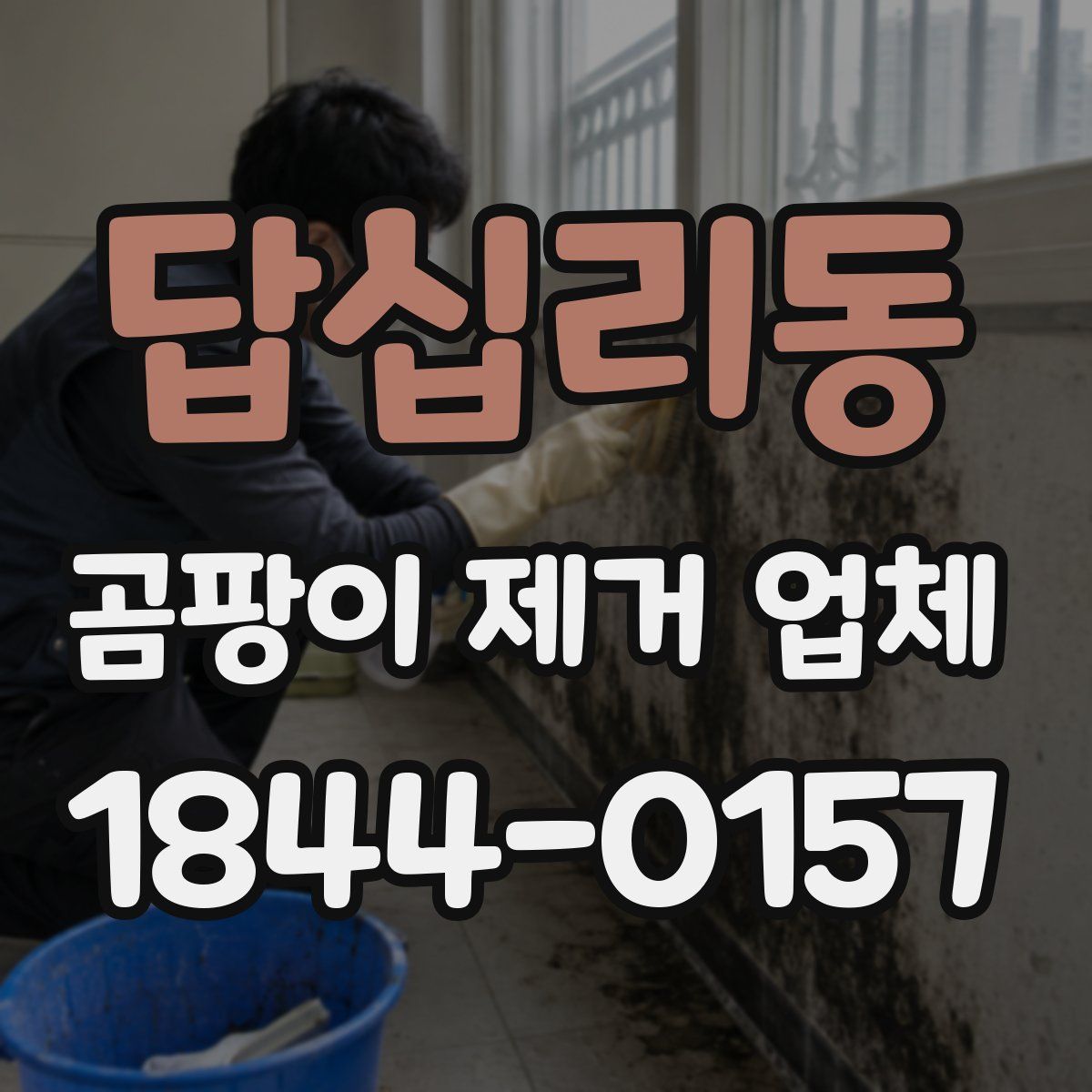 답십리동 곰팡이 제거 업체