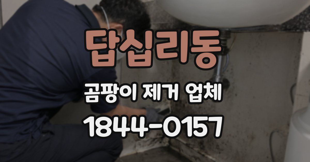 답십리동 곰팡이 제거 업체