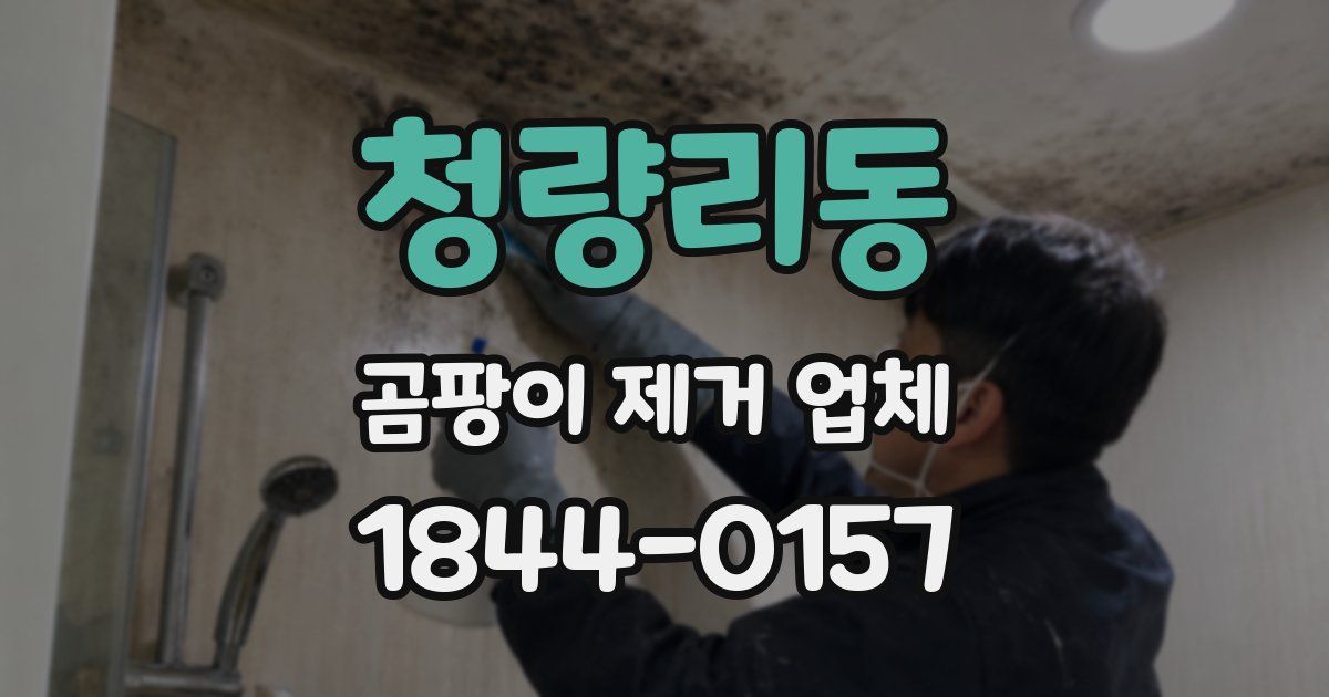 청량리동 곰팡이 제거 업체