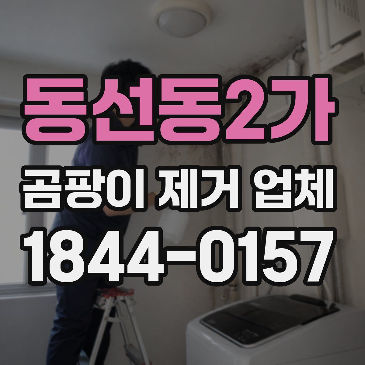 동선동2가 곰팡이 제거 업체