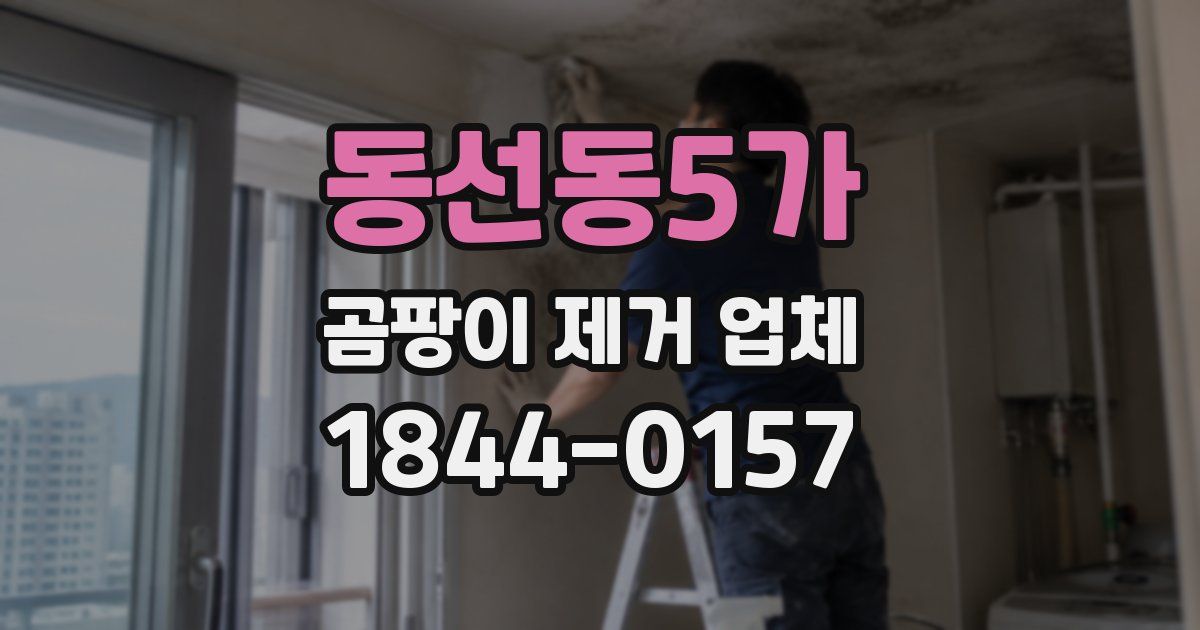 동선동5가 곰팡이 제거 업체