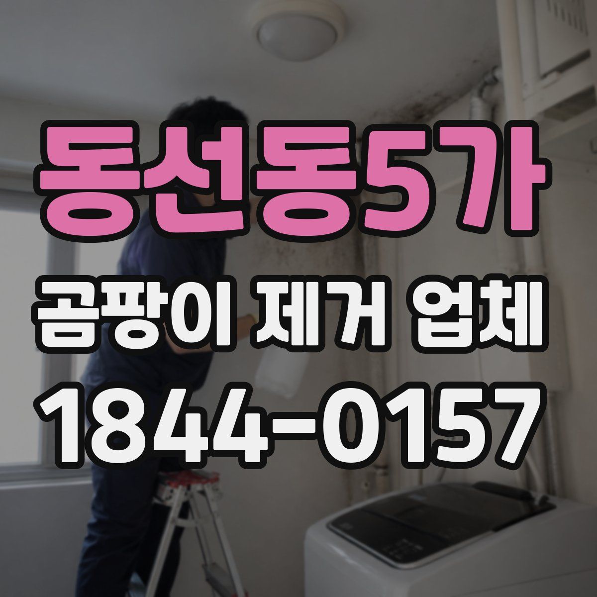 동선동5가 곰팡이 제거 업체
