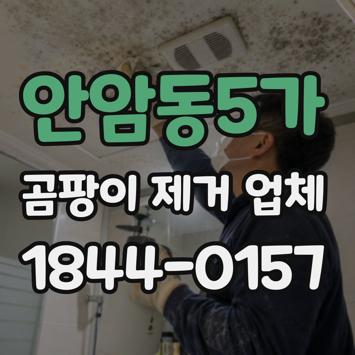 안암동5가 곰팡이 제거 업체