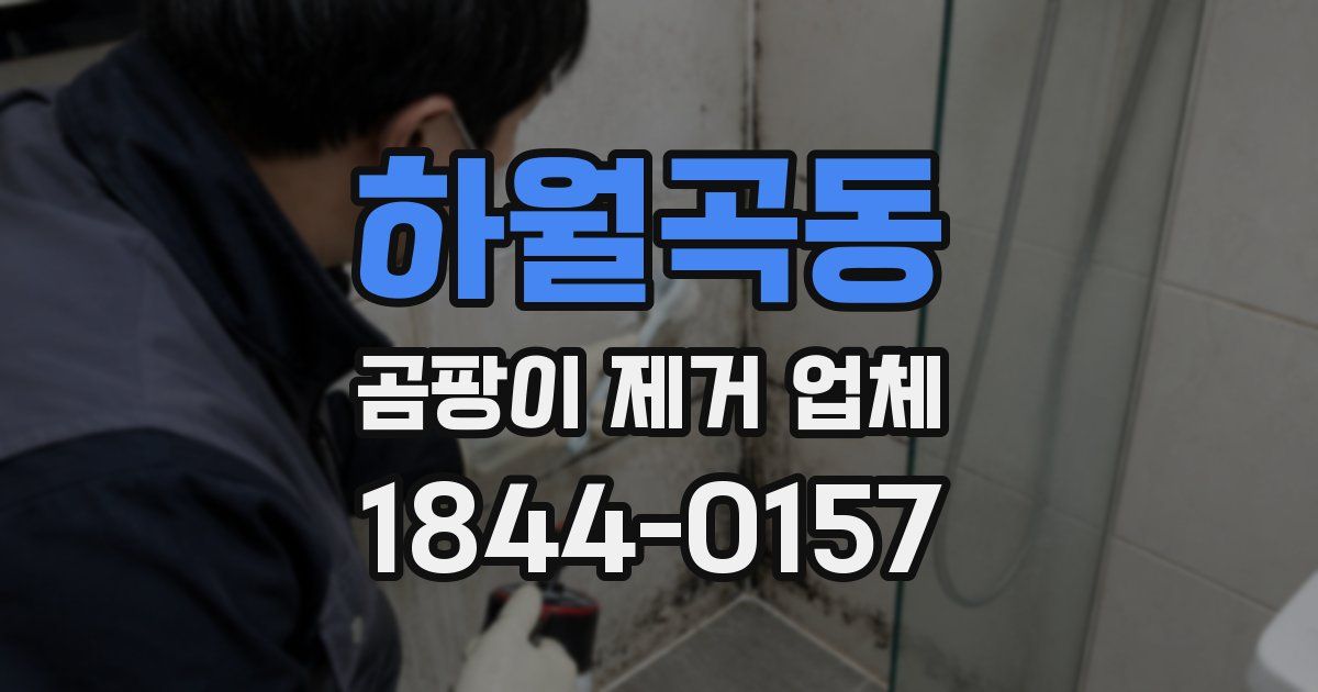 하월곡동 곰팡이 제거 업체