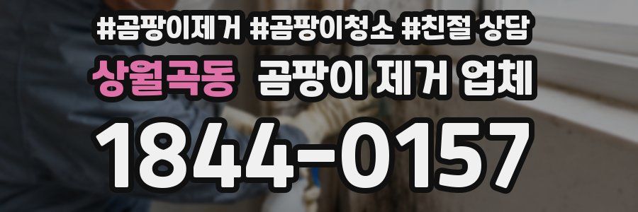 상월곡동 곰팡이 제거 업체